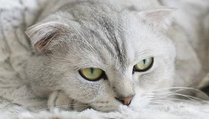 文言文实词118---走