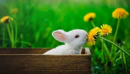 文言文实词114---渚